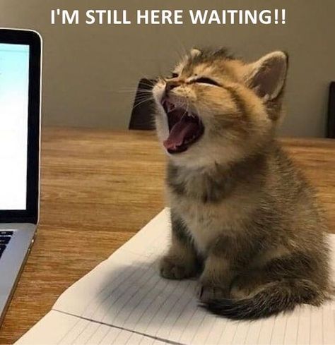 I'M STILL HERE WAITING!! Small Kittens, Kittens Funny, Funny Cat Memes, Cute Cats And Kittens, Cute Kittens, Silly Cats, Beautiful Cats, 귀여운 동물, Cat Pics