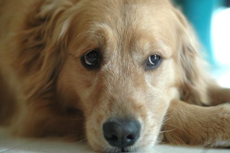 The three things that can hurt your dog's feelings, backed by a vet Golden Retriever Owner, Golden Retriever Rescue, Potty Training Puppy, A Vet, What Dogs, It Hurts Me, Miss Her, Dog Rules, I Miss Her