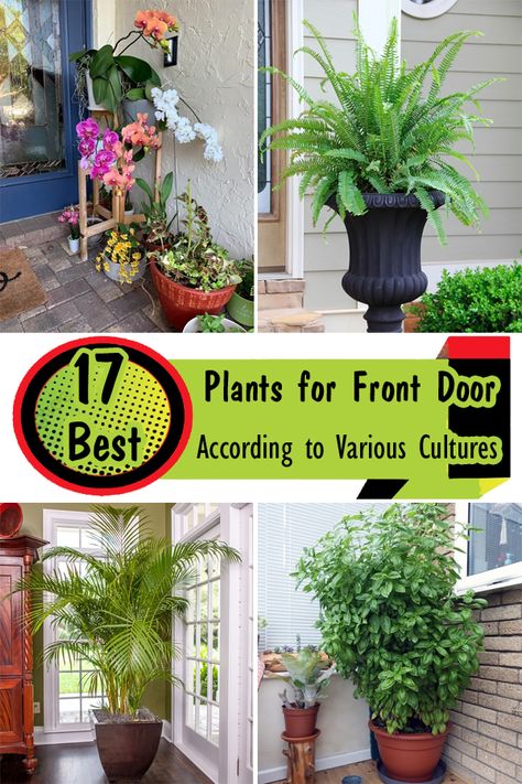 Plant Front Door Entrance, Front Door Plants Ideas, Entrance Plants Outdoor, Plants For Front Door, Front Door Plant, Best Plants For Home, Fend Shui, Apartment Front Doors, Front Door Plants