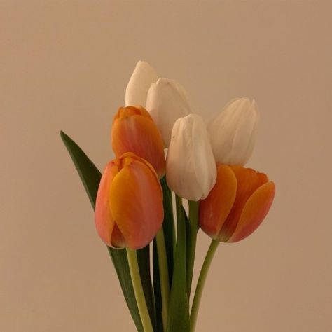 pinterest @kassidycorbin ✰ Orange Icons:), Orange Tulips, Orange You Glad, Orange Aesthetic, Flower Therapy, Aesthetic Colors, Tulips Flowers, Color Themes, My Flower