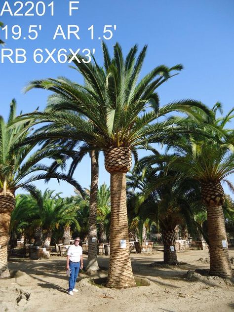 Canary Island Date Palm Phoenix canariensis Canary Island Date Palm Landscapes, Palm Tree Nursery, Dry Gardens, Canary Island Date Palm, Trees Landscaping, Palm Trees Landscaping, Mission San Juan Capistrano, Identify Plant, Living Fence