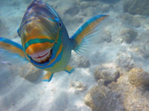 Smiling fish with teeth. So funny lol (parrot fish) they clean coral and make sand, why they seem so happy! Facts About Nature, Smiling Fish, Parrot Fish, Tropical Parrot, About Nature, Fascinating Facts, Baby Owls, Weird Animals, Ocean Life