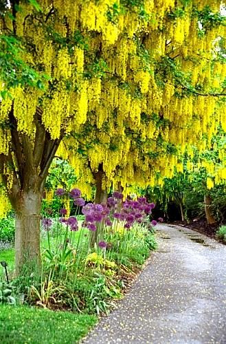 gold-chain tree...this is beautiful!!! - ✳ #Home #Landscape #Design via Christina Khandan, Irvine California ༺ ℭƘ ༻ IrvineHomeBlog Golden Chain Tree, Plantarea Legumelor, Flowering Tree, Landscape Designs, Colorful Trees, Gorgeous Gardens, Garden Trees, Flowering Trees, Trees And Shrubs