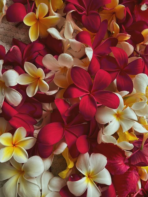 pink and yellow plumeria hawaiian flowers in a pile Beachy Flowers, Favorite Flower, Hawaii, Plants, Flowers, Red, Quick Saves, Nature