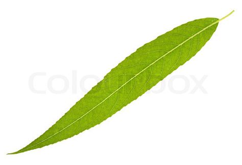 Image of Willow leaf isolated on the white Willow Tree Leaf, Front Tattoo, Leaf Stencils, Willow Tree Tattoos, Rustic Arrangements, Wood Bark, Tree Tattoo Designs, Leaf Stencil, Willow Leaf