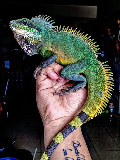 Water Dragon Lizard, Cool Lizards, Iguana Terrarium, Tropical Lizards, Reptile Pets, Pet Reptiles, Lizard Dragon, Chinese Water Dragon, Colorful Lizards