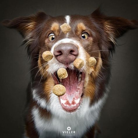 Pet Photography Poses, Dog Photoshoot Pet Photography, Dog Portrait Photography, Dog Photography Poses, Animal Photoshoot, Puppy Photography, Dog Photoshoot, Dog Photograph, Puppy Photos