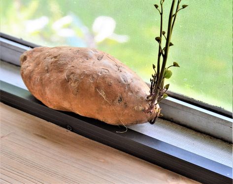 Don't throw out that sweet potato! Learn how to turn sprouted sweet potatoes into plants in a few easy steps and harvest the gold come this fall. Plant Sweet Potatoes, Cool Garden Ideas, No Dig Garden, Sprouting Sweet Potatoes, Sweet Potato Slips, Potato Gardening, Sweet Potato Plant, Homemade Balsamic Vinaigrette, Kitchen Window Sill