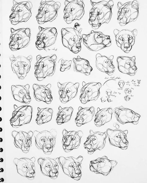 A study of lions and leopards. BTW, I've got good news! I have finished creating the visuals for the tutorial about drawing a big cat head,… Lion Face Reference, Lion Study Drawing, Lion Head Reference, Animal Face Reference, Lioness Sketch Drawings, Animal Head Reference, Lion How To Draw, Lion Ears Drawing, Lioness Head Drawing