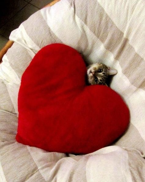 Awww, love. Baby Kittens, Crazy Cat Lady, Crazy Cats, Cat Pics, Cat Love, A Heart, Red Heart, A Cat, Animals And Pets