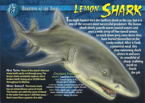 Lemon Shark | Weird n' Wild Creatures Wiki | Fandom Lemon Shark, Shark Species, Monster Animal, Shark Facts, Diving Underwater, Nice Teeth, Underwater Creatures, Marine Conservation, Wild Creatures