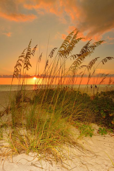 https://flic.kr/p/fjhGWv | Sunset over the Gulf | Sunset over the Gulf of Mexico at the north end of Anna Maria Island, Florida. Shot with a Nikon D800, Singh-Ray Reverse Grad ND 3 Stop Filter, fill flash in the foreground. Sea Oats, Sunrises And Sunsets, Anna Maria Island, Beautiful Sunrise, Trik Fotografi, Sand Dunes, Sunset Sunrise, Beach Scenes, Beautiful Sunset