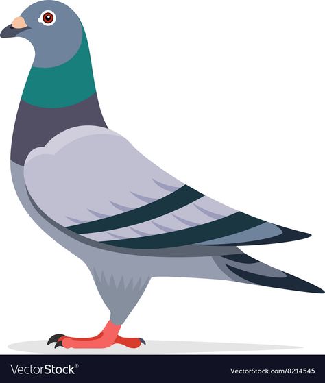 Pegion Bird Illustration, Peagons Drawing, Pigeon Character Design, Pigeon Character, Pigeon Images, Pigeon Clipart, Pigeon Vector, Pigeon Illustration, Birds Images