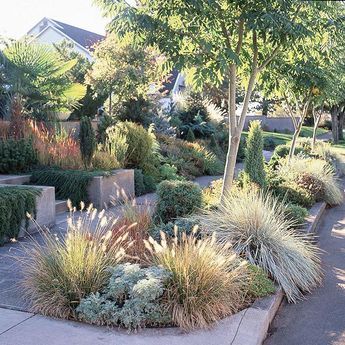 Foliage plants shine in this drought-tolerant garden. Many drought-tolerant plants offer less-showy blooms, but make up for it with interesting foliage, such as this Japanese bloodgrass. The combination of grass and concrete in many curb strips doesn't do much to stem water loss, but this planted version catches water before it hits the street. In place of grass, choose drought-tolerant plantings, which are more likely to... Sidewalk Landscaping, Grass Design, Australian Native Garden, Drought Tolerant Garden, Drought Tolerant Landscape, Front Yard Design, Grasses Landscaping, Australian Garden, Low Maintenance Landscaping