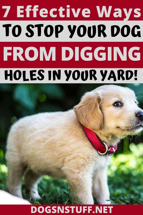 Why do dig holes? Here are 7 simple, yet effective ways to stop your dog from digging holes in your yard! #dogdigging #stopdogdigging #preventdogdigging #dogdiggingholes Stop Dog From Digging Holes In Yard, Dog Digging Holes Stop, How To Stop A Dog From Digging, How To Stop Dogs From Digging, Stop Dog Digging Holes Yards, Dogs Digging Holes, Stop Dogs From Digging, Digging Holes, Stop Dog Barking