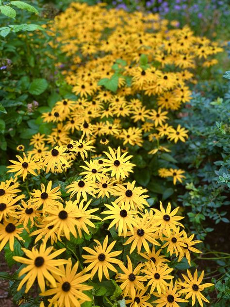 Black Eye Susans, Be Interesting, Woodland Garden, Black Eyed Susan, September 10, Black Eyed, Spa Day, This Weekend, Spa