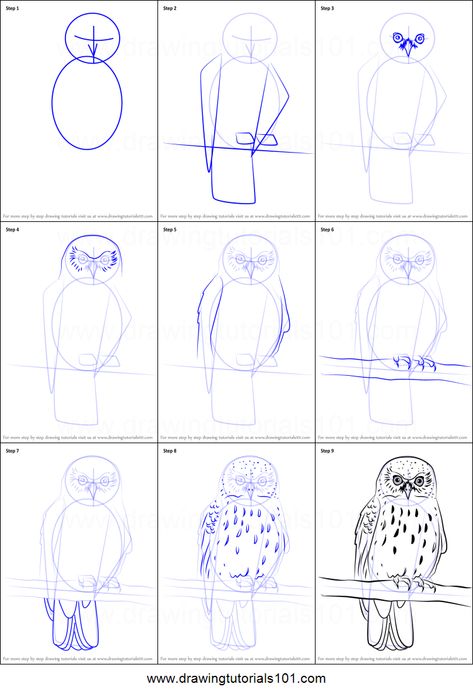 How to Draw a Morepork printable step by step drawing sheet : DrawingTutorials101.com Draw An Owl, Draw Birds, Beginner Drawing Lessons, Drawing Sheet, Owls Drawing, Art Drawings Sketches Pencil, Animal Drawing, Sketches Tutorial, Drawing For Beginners