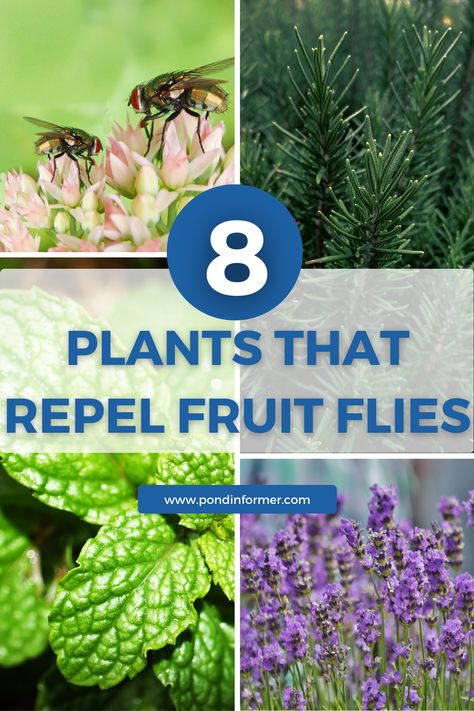 Discover 8 plants renowned for their ability to naturally repel fruit flies, ensuring a fruit-fly-free environment in your home or garden. #PondInformer #FruitFlyRepellent #NaturalPestControl Fruit Fly Repellent, Fly Repellant Diy, Bug Repellant, Natural Insecticide, Fruit Fly, Planting Ideas, Fly Repellant, Natural Pest Control, Fence Styles