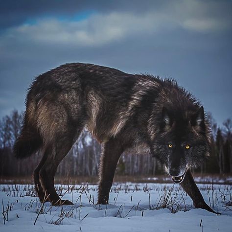 For all the Wolf Lovers out there, enjoy this black beauty from behind the lens of #wildographer @sj_nate * Defo #WorthAFollow *… Wolf Poses, Wolf Photography, Wolf Photos, Wolf Spirit Animal, Timber Wolf, Wolf Wallpaper, Wolf Love, Wild Wolf, Wolf Pictures