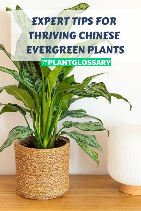 Chinese Evergreen plants are known for their lush foliage and adaptability, making them a popular choice for indoor gardeners. This article guides you through the process of growing and caring for Chinese Evergreen. Learn about the ideal conditions for light, water, and soil to ensure your plants thrive. By following these guidelines, you can maintain healthy and vibrant Chinese Evergreen plants that add a touch of elegance to your space. Chinese Evergreen Plant Care, Gardening Inside, Chinese Evergreen Plant, Insecticidal Soap, Chinese Evergreen, Evergreen Plants, Light Water, Plant Lighting, New Growth