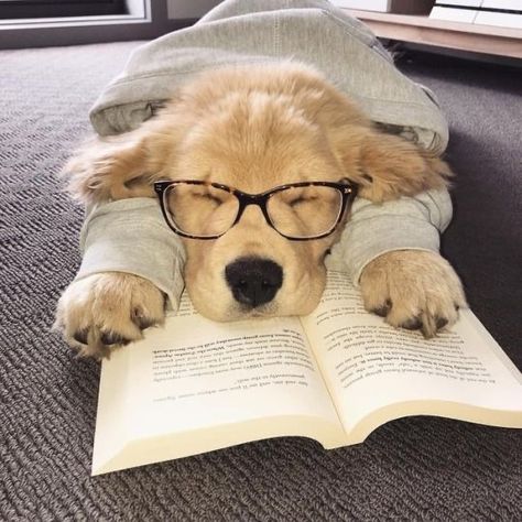 Super Cute Puppies, Baby Animals Pictures, Cute Little Puppies, Baby Animals Funny, Wearing Glasses, Cute Dogs And Puppies, Little Puppies, Victor Hugo