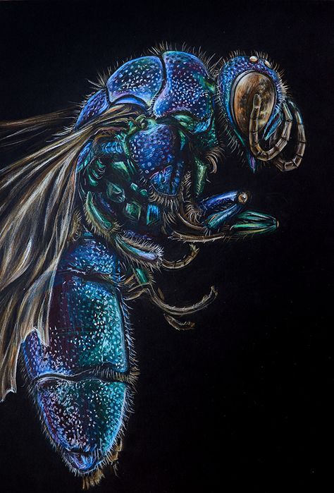 Kelly Stanford - Science Communicator and Artist - Hyper realistic insect illustrations Natural Form Artists, Insect Art Projects, Natural Forms Gcse, Entomology Illustration, Science Art Projects, Macro Photography Insects, Insect Illustration, Entomology Art, Art Homework