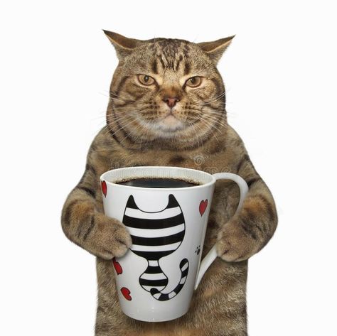 Cat holds a cup with coffee. The cat holds a cup with black coffee. White background royalty free stock images Coffee White Background, Funny Cat Jokes, Coffee Stock, Dream's Cat, Cat Background, Silly Cats Pictures, Cat Icon, Cat Posters, Freedom Of Speech