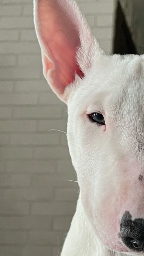 Bull Terrier Aesthetic, Bully Terrier, Bull Terrier Mini, Dutch Shepherd Dog, Mini Bull Terriers, Dog Anatomy, English Bull Terrier, Therapy Animals, Very Cute Dogs