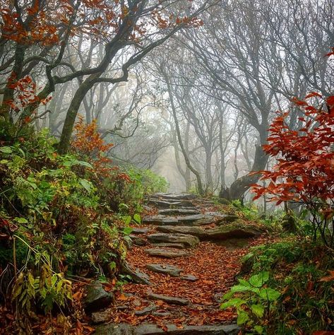 Blue Ridge Parkway North Carolina, Craggy Gardens, Asheville North Carolina, Travel Reading, Blue Ridge Parkway, Blue Ridge Mountains, Travel News, Warrior Cats, In The Fall