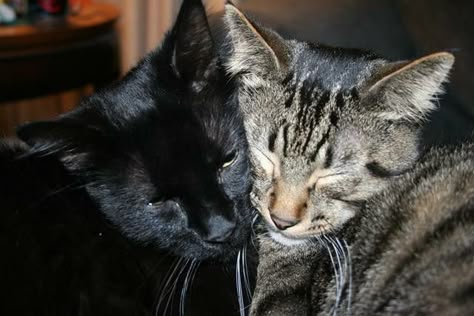 Brotherly love Grey Cat And Black Cat, Two Cats Aesthetic, Tabby Cat And Black Cat, Bonded Cats, Getting A Kitten, Cat Friends, Cat Couple, Cats Aesthetic, Brotherly Love