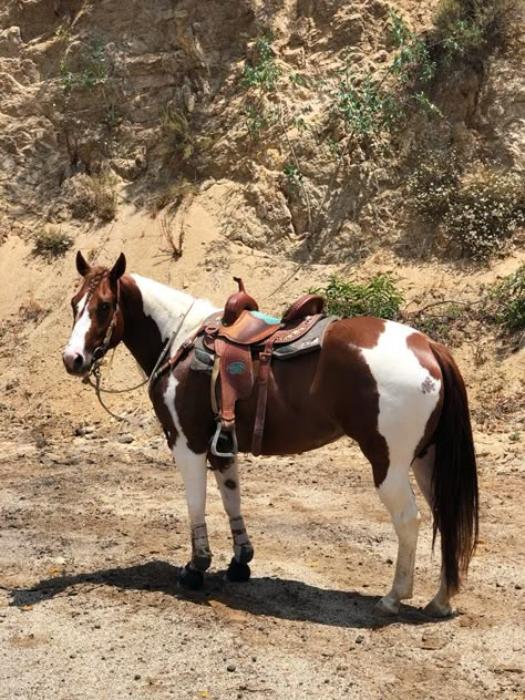 Western Horses, American Paint Horse, Pony Breeds, Cute Horse Pictures, Pinto Horse, Paint Horses, Barrel Racing Horses, American Paint, Paint Horse