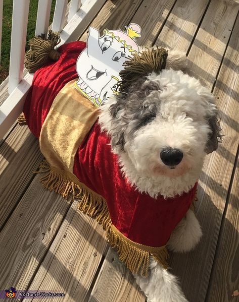 Beauty And The Beast Halloween Costume, Beauty And The Beast Halloween, Beauty And The Beast Costume, Beast Costume, Halloween Costumes 2016, Homemade Costume, Costume Works, Princess Dog, Carolina Girl