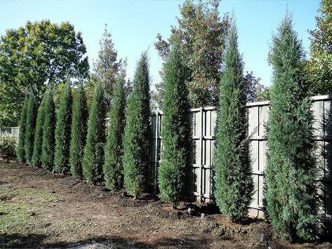 Acreage Landscaping, Modern Nursery Design, Eastern Red Cedar, Front Yard Plants, Yard Plants, Italian Cypress, Landscaping Backyard, Red Cedar Wood, Cedar Fence