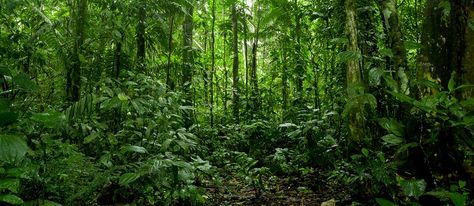 Terra Preta in the Amazon - The Permaculture Research Institute Rainforest Landscape, Jungle Wall Mural, Green Board, Jungle Forest, Tropical Aquarium, Adventure Photos, Biome, Amazon Rainforest, Spring Nature