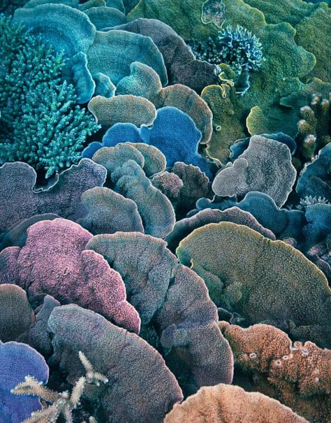 Coral Reef Photography, Julia Stone, Enclosure Ideas, Endangered Wildlife, Textile Inspiration, Coral Art, Coral Sea, Ocean Floor, Beautiful Sea Creatures