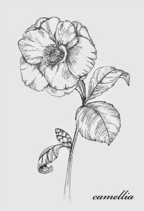 Camilla Flower Drawing, Camellia Flower Sketch, Camellia Flower Tattoo Design, Camelia Drawing, Camellia Flower Drawing, Camelia Flower Tattoo, Hydrangeas Drawing, Camellia Flower Tattoo, Camellia Drawing