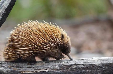 Echidna Painting, Echidna Puggle, African Porcupine, Spiny Anteater, African Crested Porcupine, Platypus, Animal Groups, Reptiles, Mammals