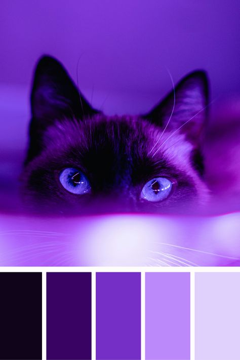 A mysterious purple fall color palette highlighting the piercing blue eyes of a cat, with deep purple hues surrounding the dark silhouette, creating an enigmatic and captivating mood. Deep Purple Palette, Dark Blue And Purple Color Palette, Palette Viola, Harmony Color Palette, Color Scheme Generator, Dark Silhouette, Purple Palette, Purple Color Palettes, Fall Color Palette