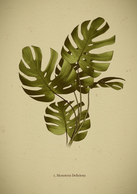 Blender Models, Leaf Illustration, Poster Series, Antique Illustration, Monstera Plant, Monstera Deliciosa, Scientific Illustration, Illustration Poster, 3d Modelling