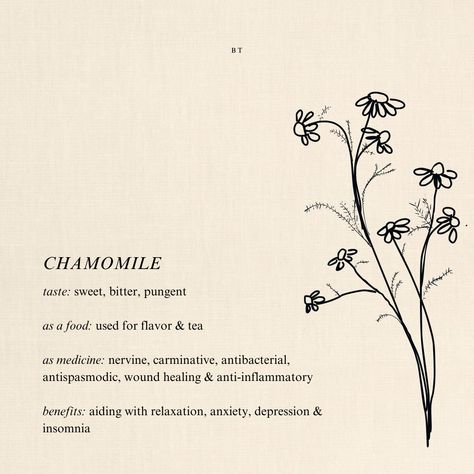 Illustration of benefits of chamomile tea. help anxiety, depression and insomnia. tea, illustration. hand drawing of chamomile. Chamomile Plant Aesthetic, Chamomile Flower Painting, Chamomile Sketch, Chamomile Drawing, Camomile Illustration, Chamomile Illustration, Chamomile Benefits, Camomile Flower, Benefits Of Chamomile