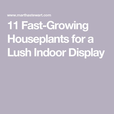 11 Fast-Growing Houseplants for a Lush Indoor Display Fast Growing Houseplants, Entertaining Dinner, Plant Help, Plant Book, Container Gardening Flowers, Wedding Party Planning, Pothos Plant, Paint Color Palettes, Breakfast Brunch Recipes