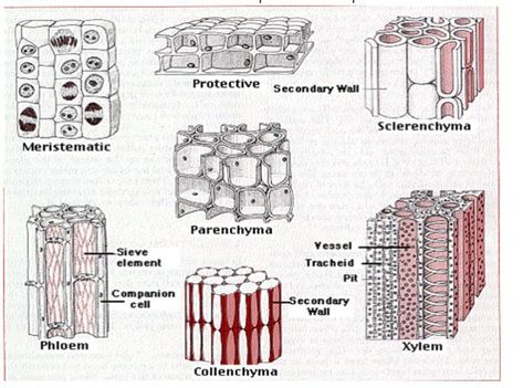 Tissue types in plants Meristematic Tissue Diagram, Parenchyma Tissue Diagram, Sclerenchyma Tissue, Plant Psychology, Parenchyma Tissue, Tissue Diagram, Meristematic Tissue, Human Heart Diagram, Tissue Biology