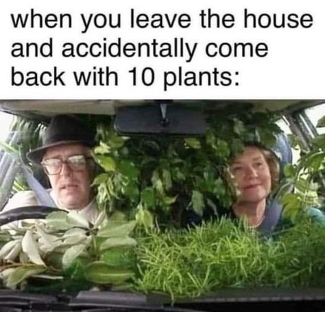 Plant Jokes, Gardening Memes, Plant Mom Aesthetic, Horticulture Therapy, Gardening Humor, Garden Quotes, Belly Laughs, Memes Humor, Plant Mom