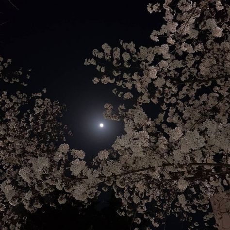 Dark Sky, The Night Sky, Dark Night, Full Moon, Night Sky, In The Dark, Cherry Blossom, The Moon, Blossom