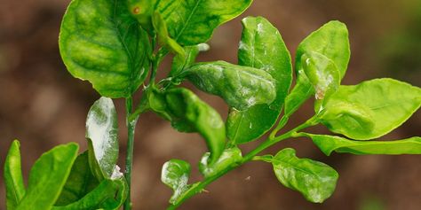 Indoor Pest Control, Part 3: Don’t Let Mealybugs Invade, Learn How to Get Rid of Them–For Good! Citrus Tree, Mealy Bugs, Foliar Spray, Sensitive Plant, Citrus Plant, Plant Maintenance, Natural Hormones, Insecticidal Soap, Bug Spray