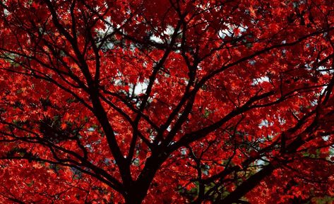 Fonds d'écran Feuilles rouges - Wallpaper Cave Minimalist Desktop Wallpaper, Royal Wallpaper, Dark Red Background, Floral Pattern Wallpaper, Wallpaper Red, Stranger Things Aesthetic, Landscape Background, Red Leaves, Leaf Background