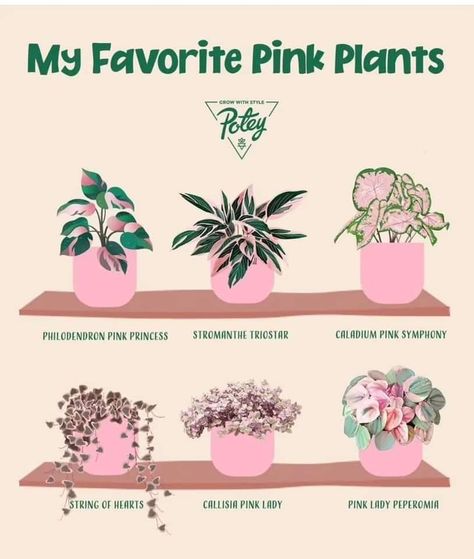 Diy Plant Corner Indoor, House Plants With Flowers, Colorful House Plants Indoor, Pretty Houseplants, Plant Placement In Home, Plant Mom Aesthetic, Houseplants Decor, Pink Plants, Plant Inspiration