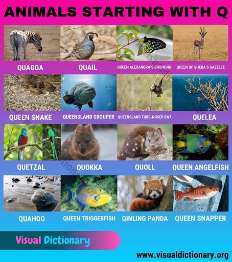 Animals that Start with Q English Animals, Picture Vocabulary, Animals Name In English, Animal Infographic, Animal Names, Visual Dictionary, Easy English, Ebook Writing, Letter Q