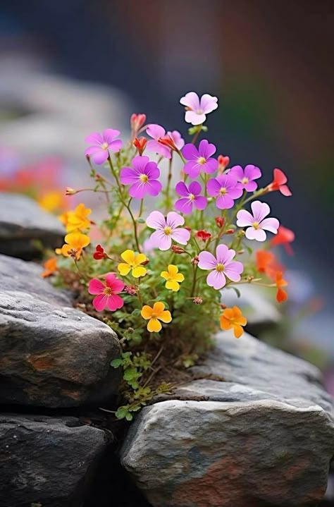 Pretty Flowers Photography, Beautiful Flowers Photos, Shabbat Shalom, Wallpaper Nature Flowers, Beautiful Flowers Pictures, Alam Yang Indah, Beautiful Nature Pictures, Flowers Nature, Flower Pictures