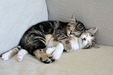 Kittens Pictures, Cats Sleeping, Cat Cuddle, Tabby Kitten, Söt Katt, Image Chat, Two Cats, Kitten Pictures, Cat Sleeping